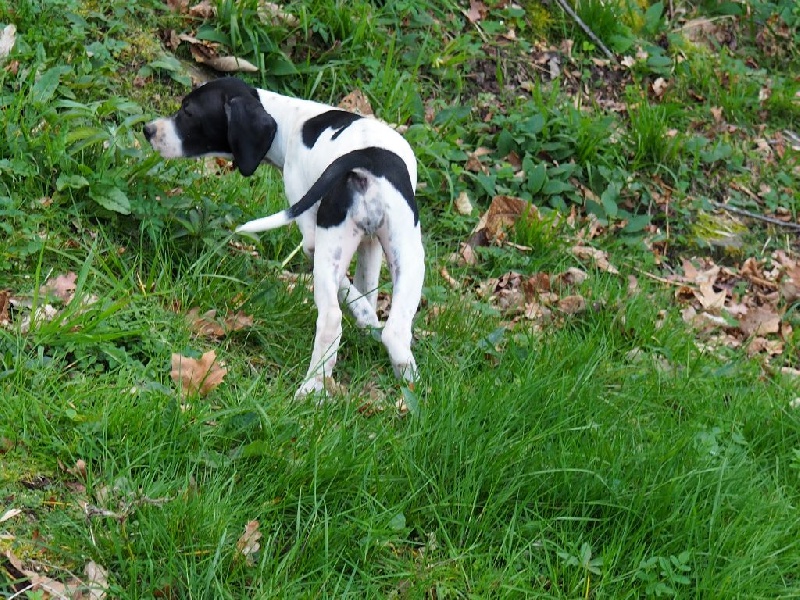 de la Maletiere - Chiots disponibles - Pointer