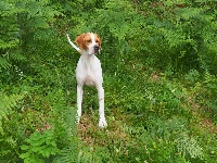 CHIOT