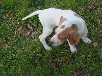CHIOT
