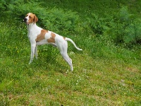 CHIOT